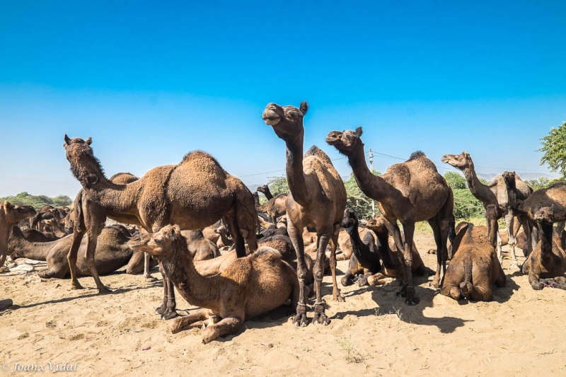mercado de camellos