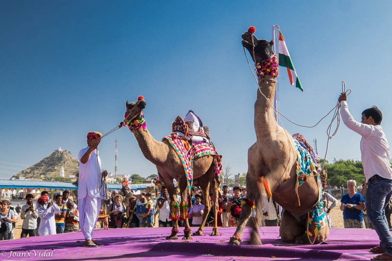 Competicin de camellos