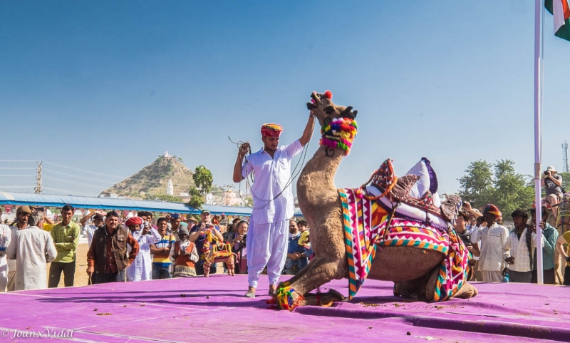 competicin de camellos