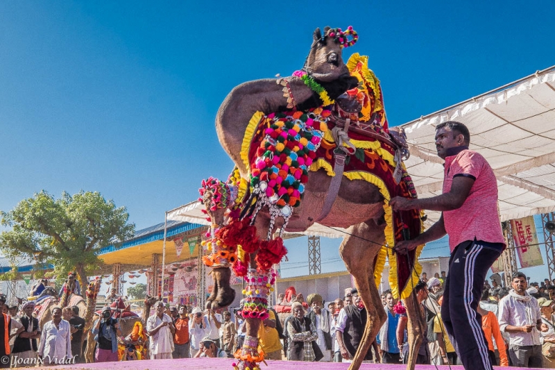 competicin de camellos