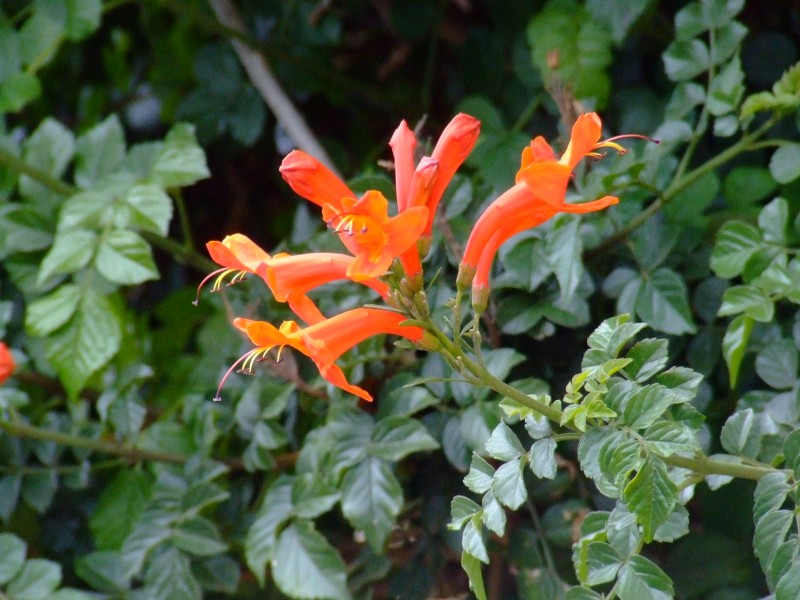 flor en macro