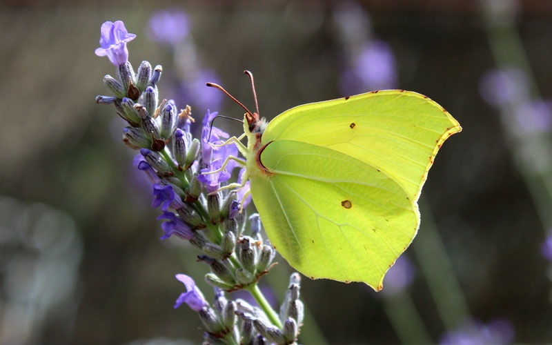 Mariposa