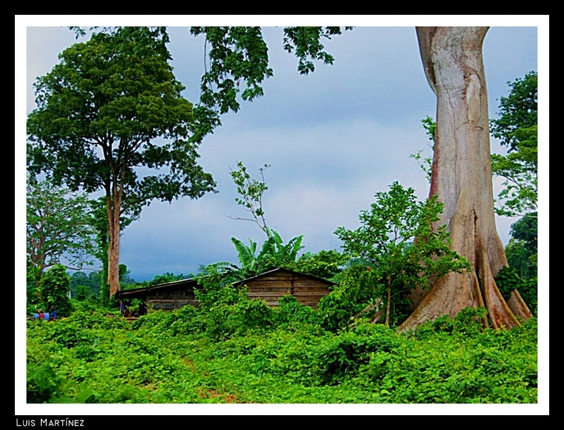 Gran arbol I