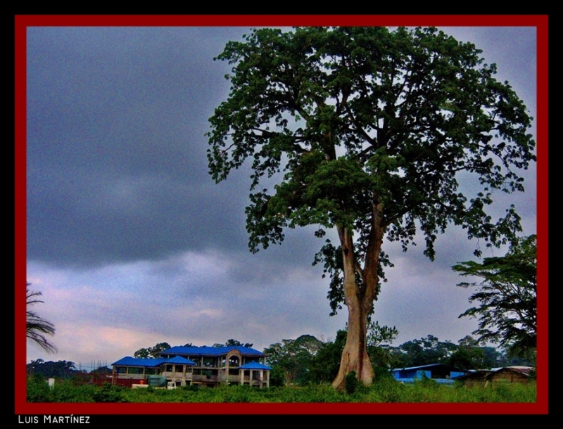 Gran arbol II