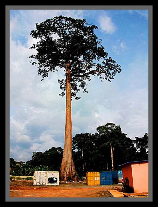 Gran arbol III