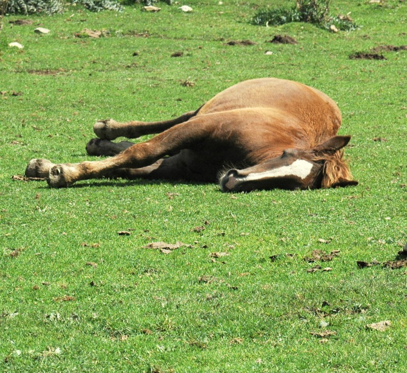 La siesta