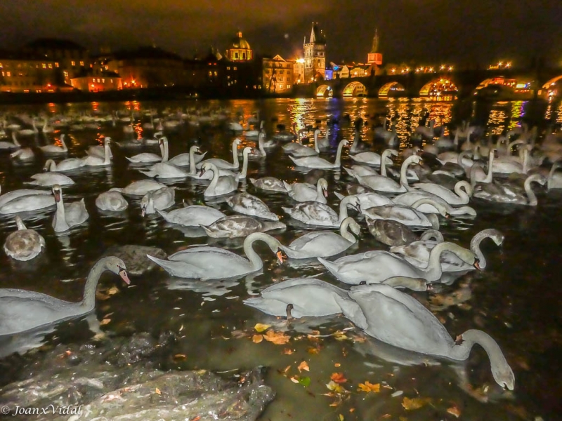la hora de los cisnes