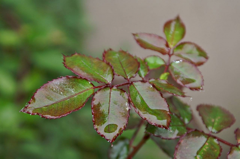 Hojas de Rosal