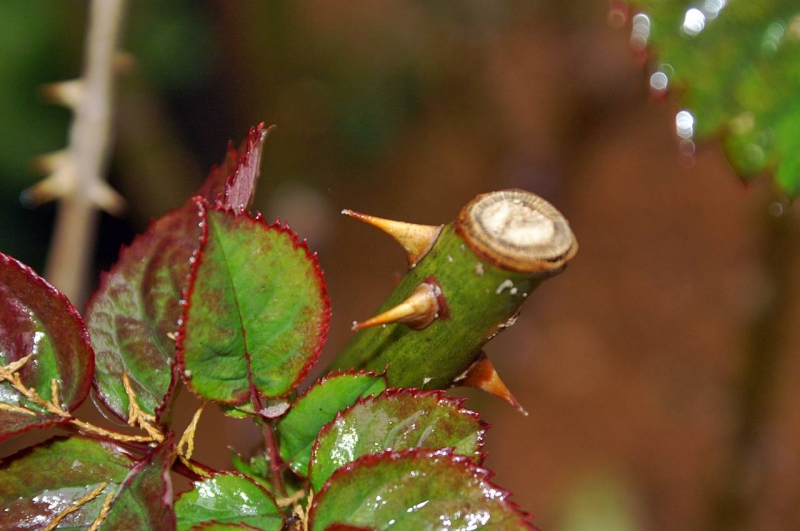 Rosal podado