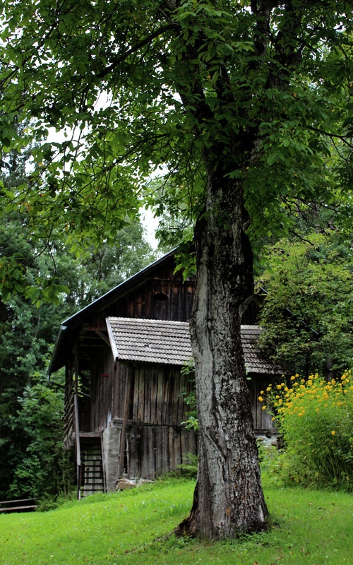 Casa en el bosque