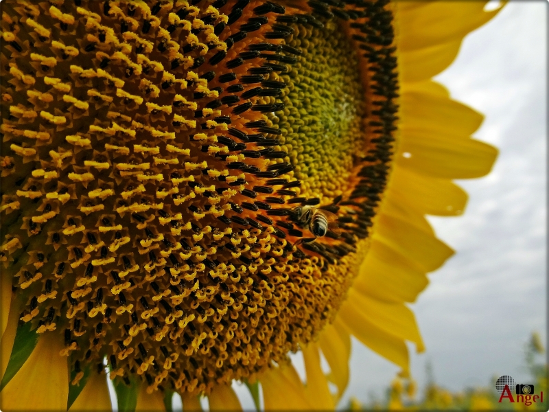 VISTE LA ABEJA ???