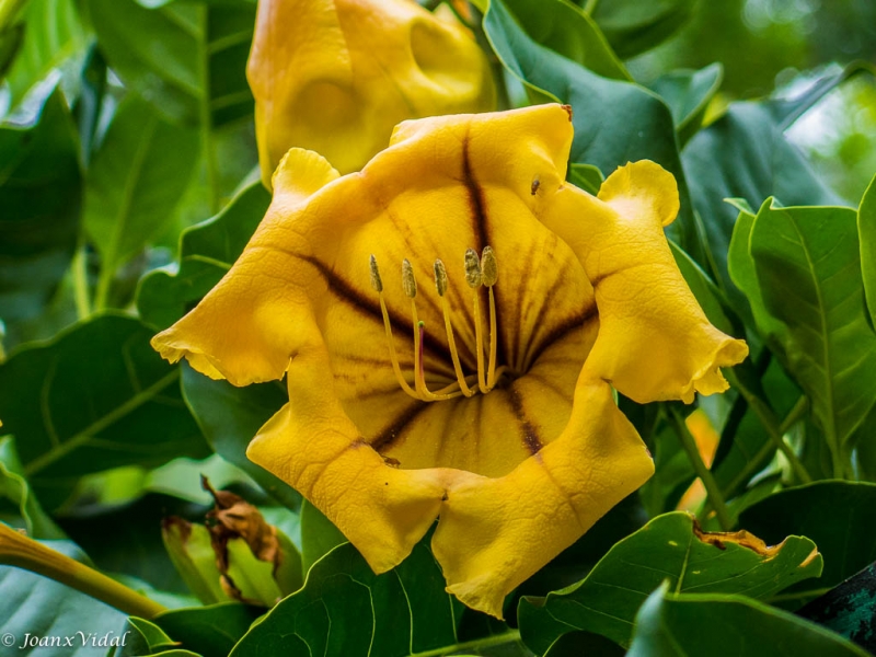 se marchita la flor...