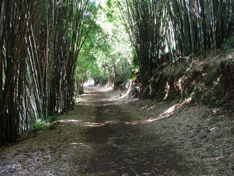 camino del bambu