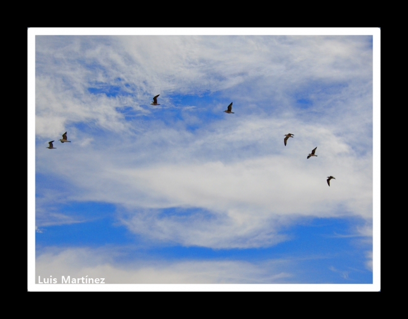 Siete Gaviotas