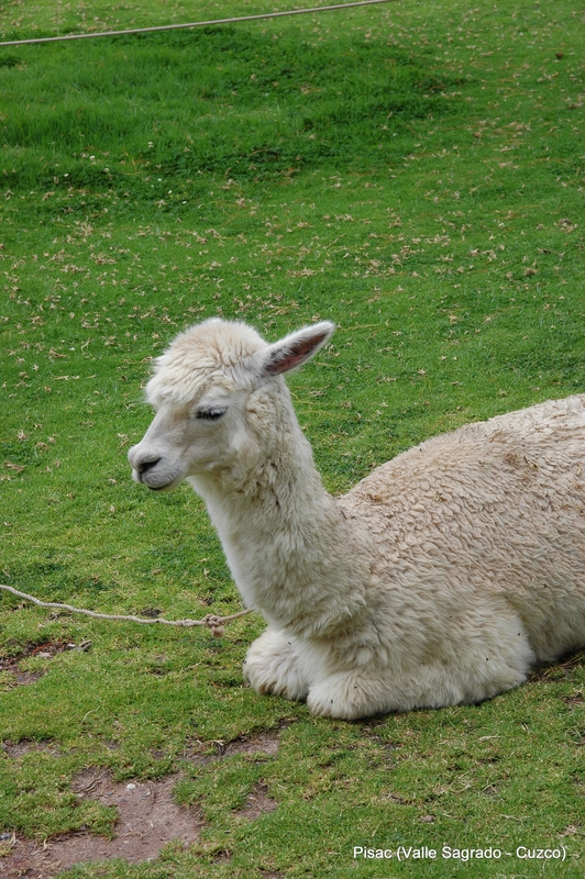 Llama