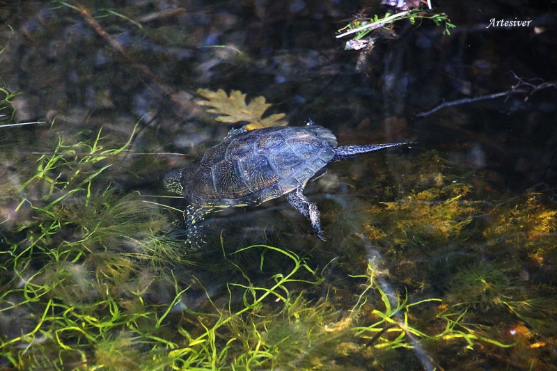 galapago