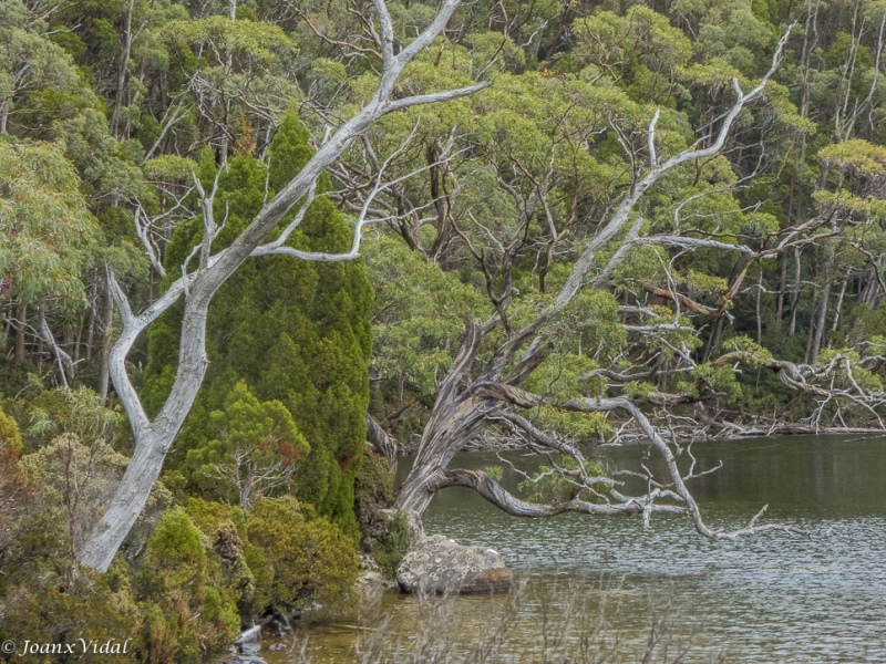 LAKE DOPSON