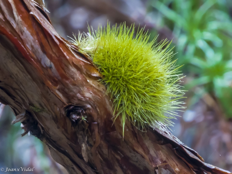 flora endmica