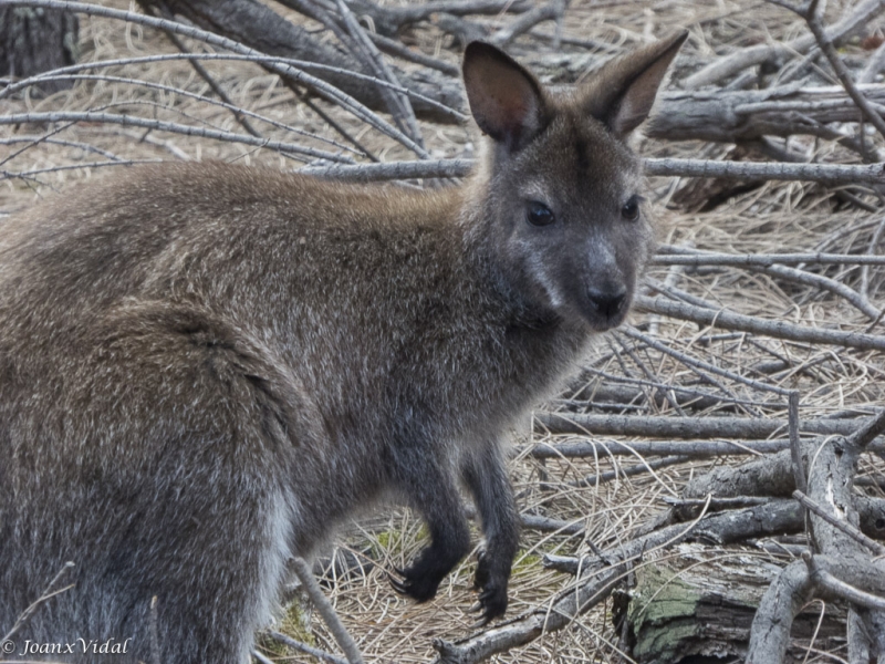 CANGURO