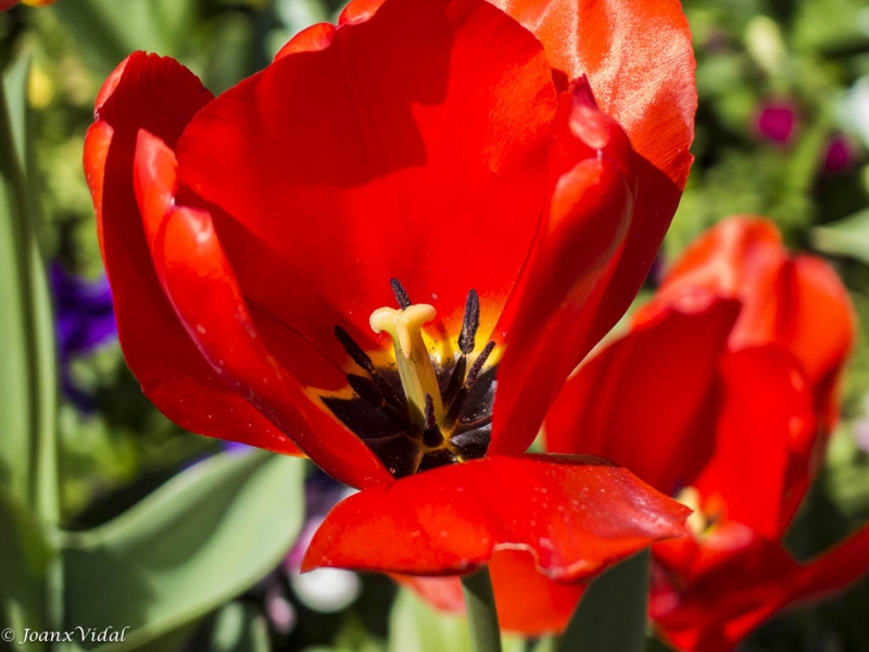 tulipa roja