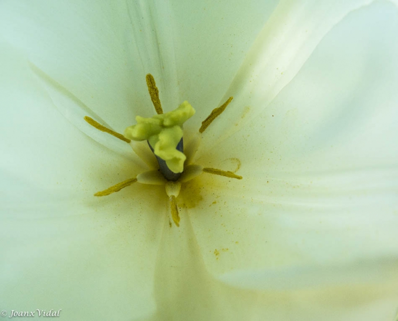 blanco angelical