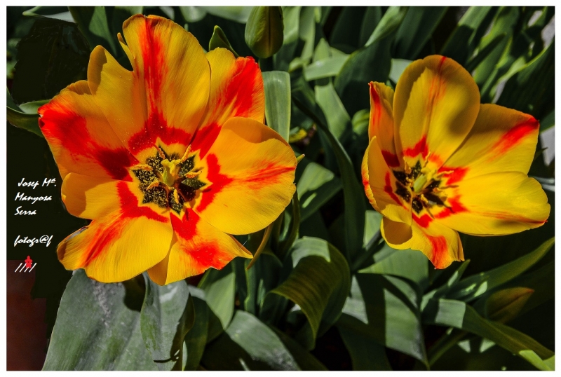 Tulipes catalanes