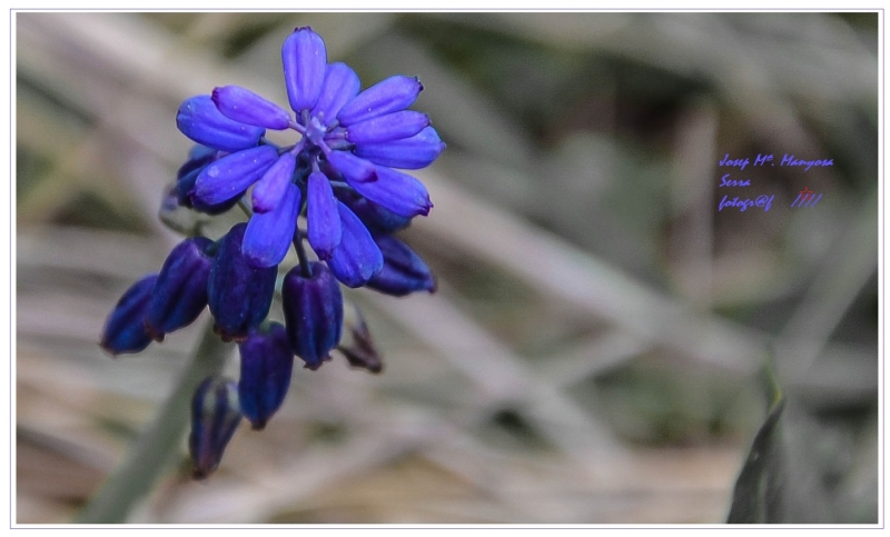 Flor de Camp