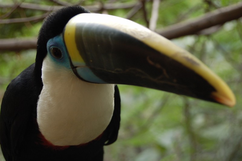 El Tucan