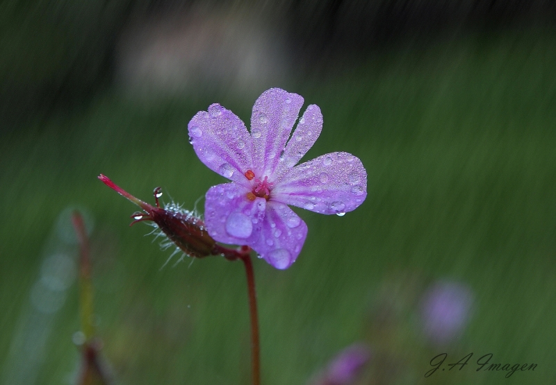 flor mojada ( primavera)