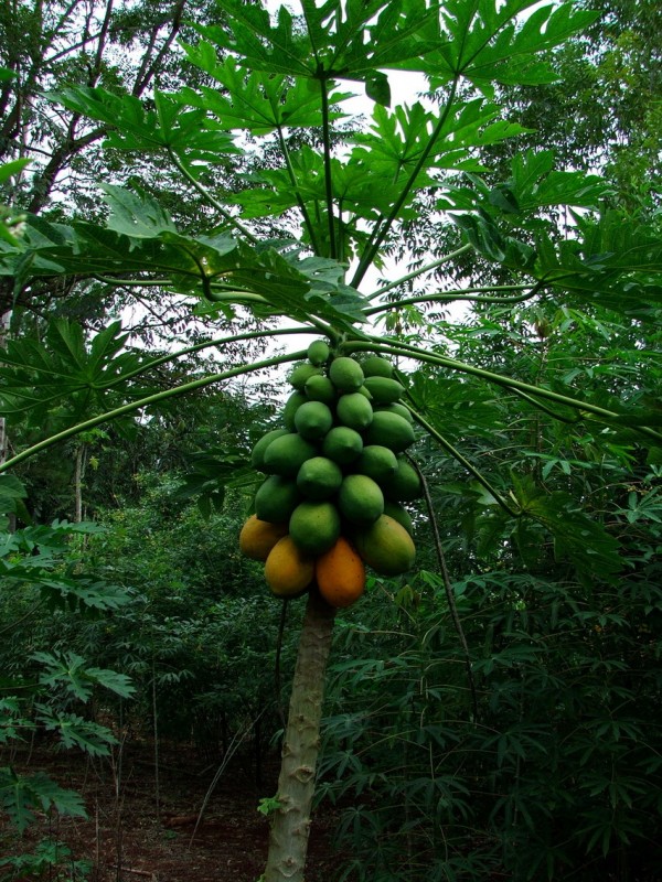 papayas