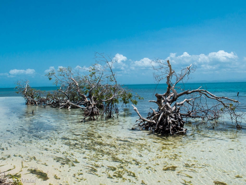 Cayo iguanas