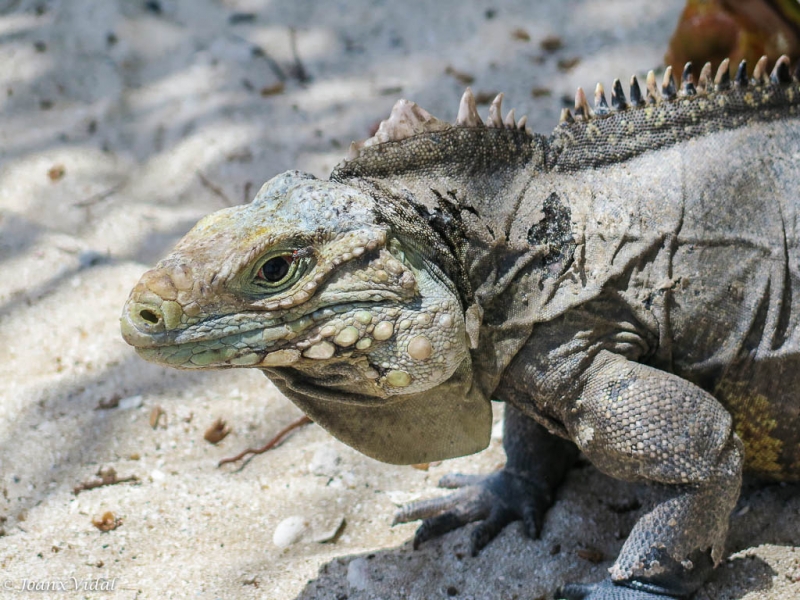 iguana