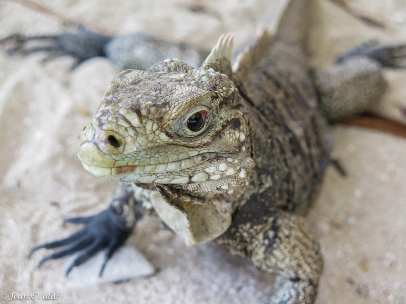 iguana