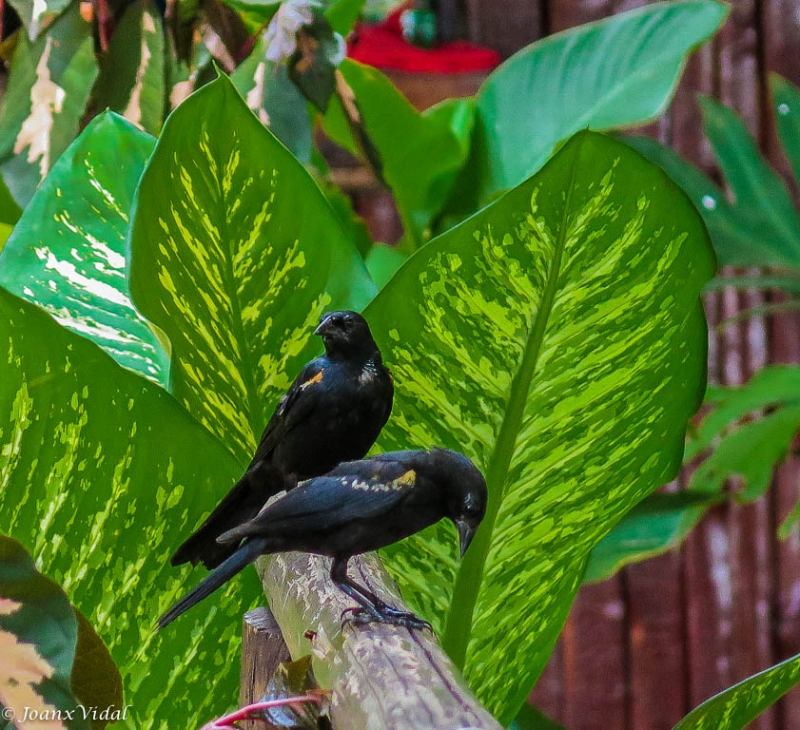 PAREJA DE CUERVOS