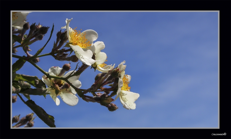 LA PRIMAVERA ES MGICA