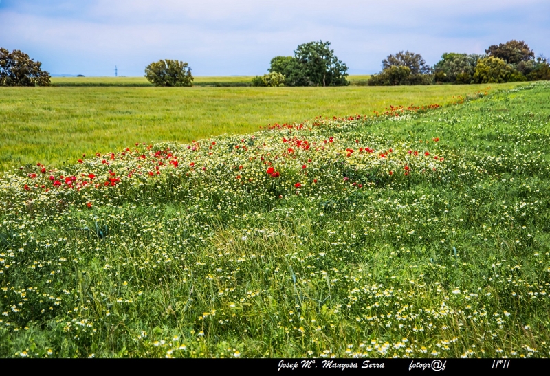 Catifa de flors