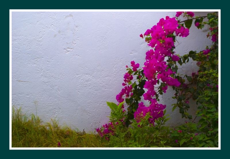 Flores