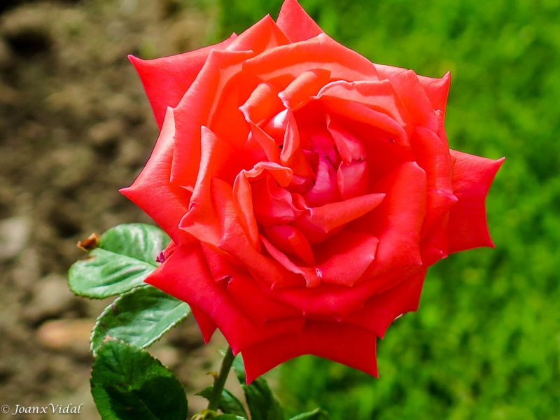 Rosa del Camposanto