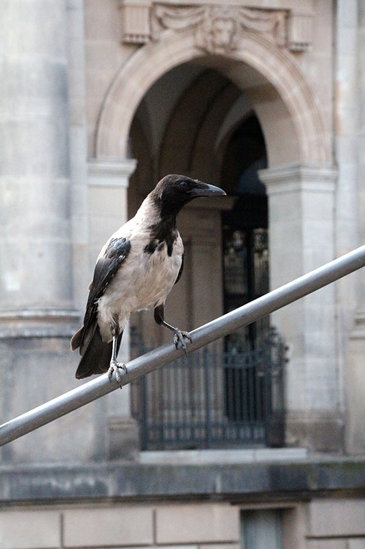 Pajaro berlines