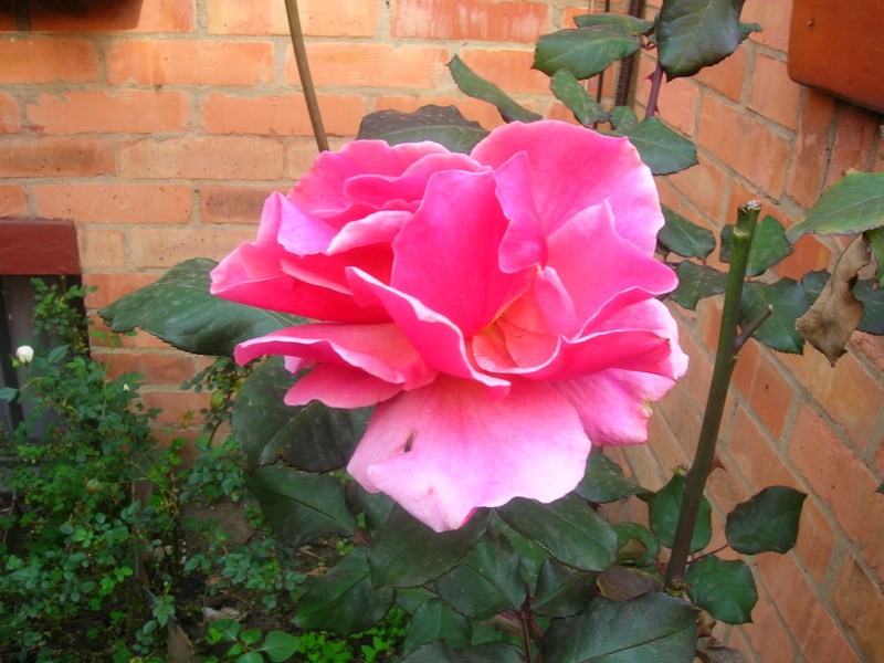 MI ROSA