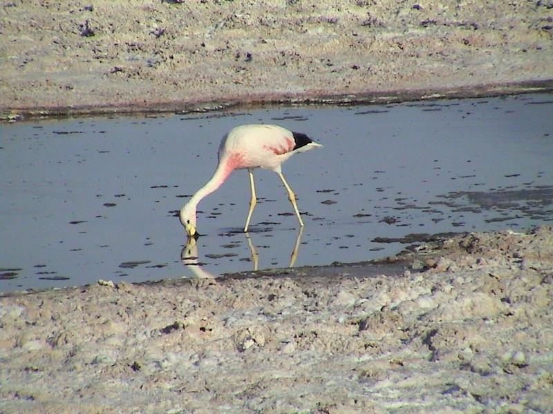 Flamencos Rosa