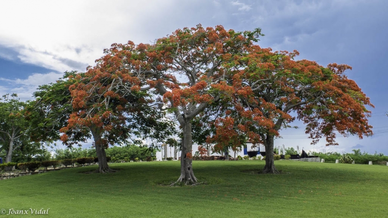 Tamarindos