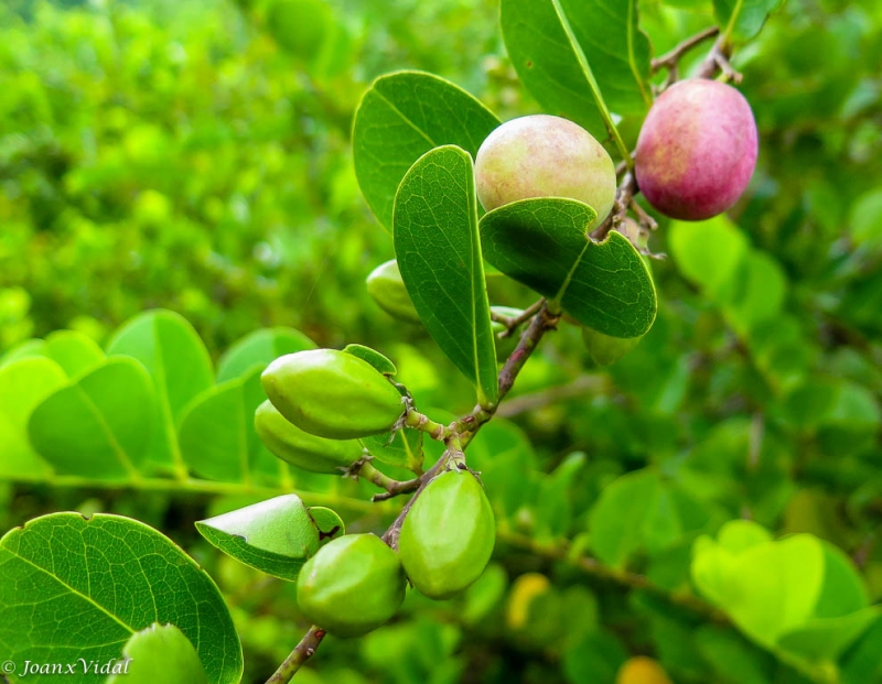 Fruta Silvestre