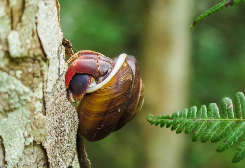 CARACOL DE MAR