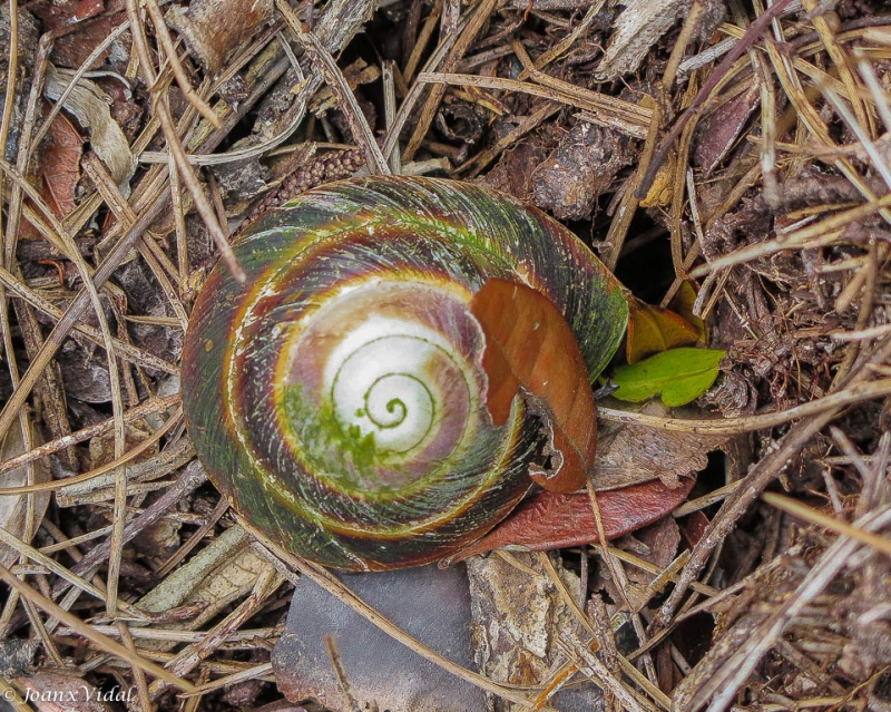 CARACOL TERRESTRE