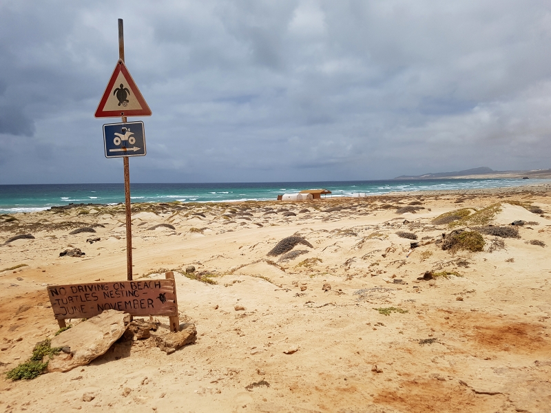 playa desove tortugas