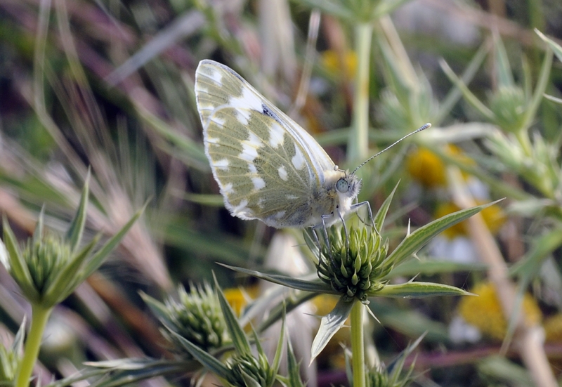 mariposa