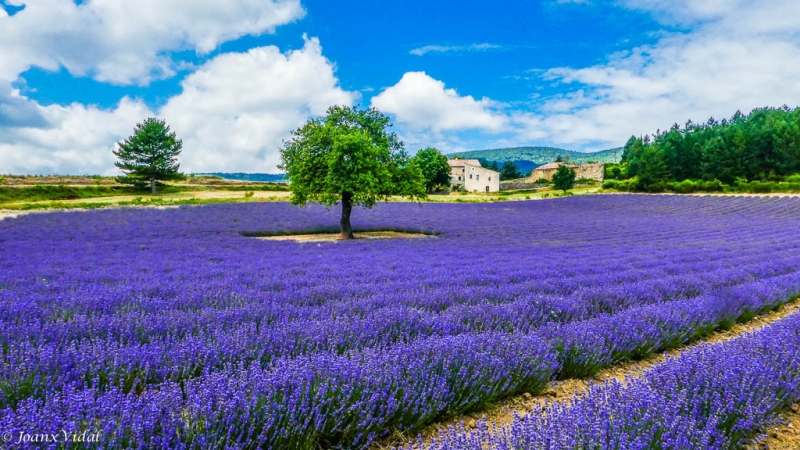 CAMPS DE LAVANDA