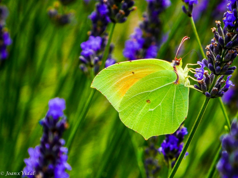 CAMUFLADA ENTRE LAVANDA