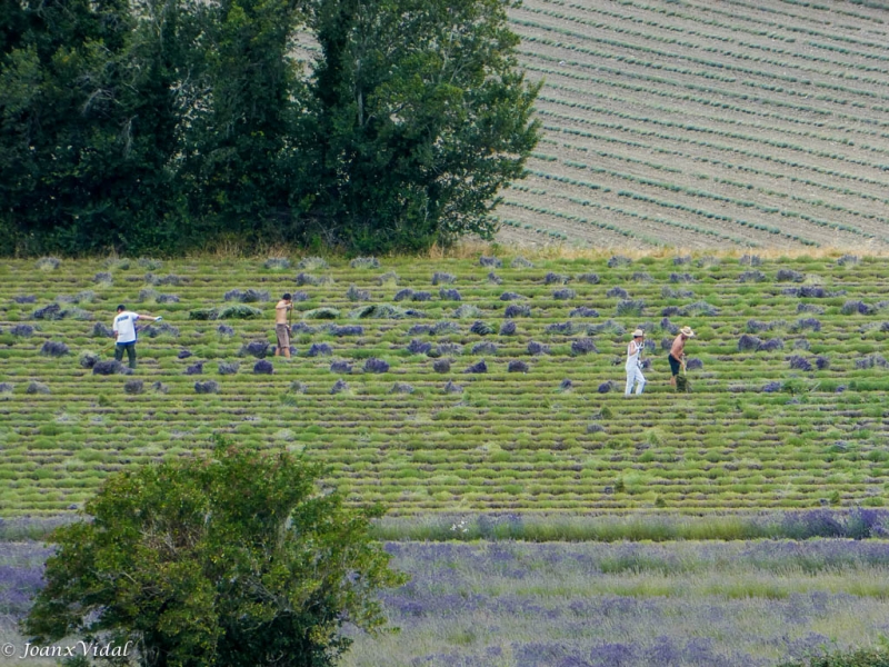 RECOLECCIN DE LAVANDA